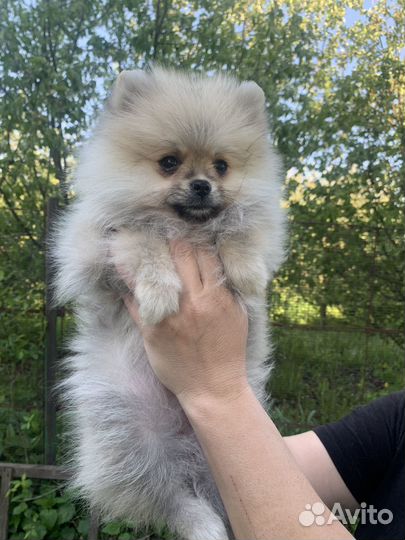 Немецкий шпиц