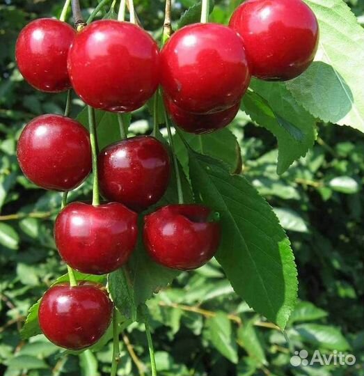 Саженцы вишни Десертная Морозовой (логри- полукарл