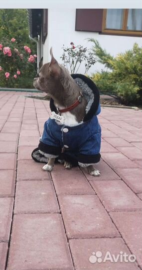 Вязка Чихуахуа