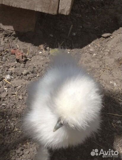 Подрощенные китайские шелковые цыплята