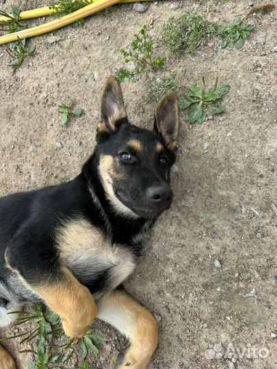 Щенки овчарки