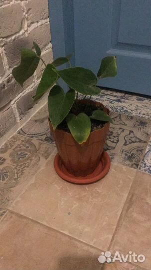 Комнатные растения