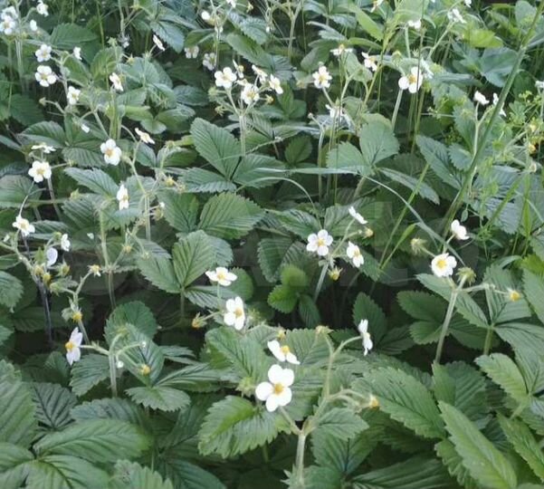 Дача 30 м² на участке 8 сот.