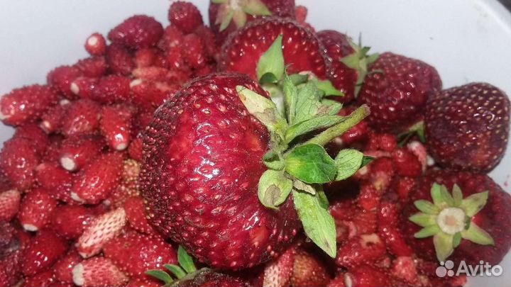 Саженцы малины