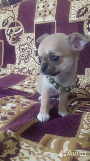 Щенки чихуахуа