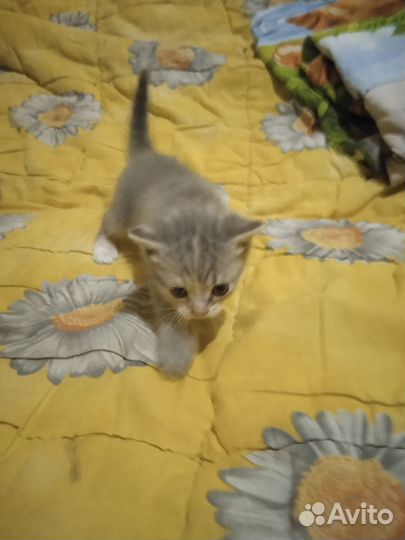 Британская