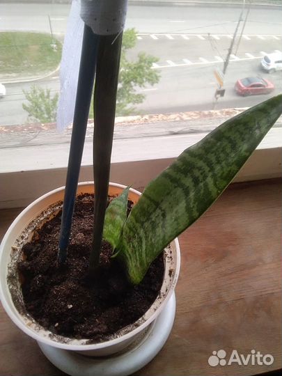 Щучий хвост