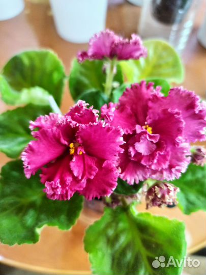 Сортовые фиалки