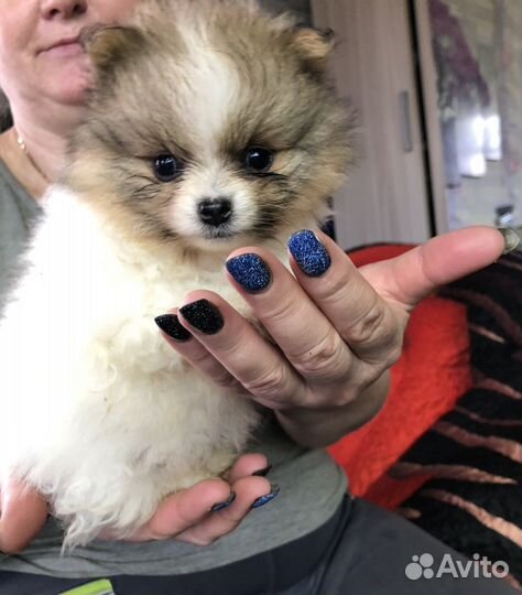 Детки Шпица