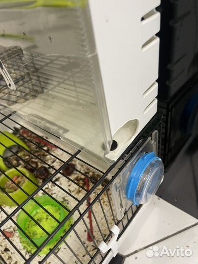 Хомяк с клеткой