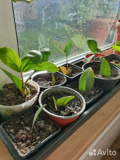 Замиокулькас