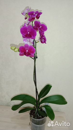 Биг лип галакси (зоя)