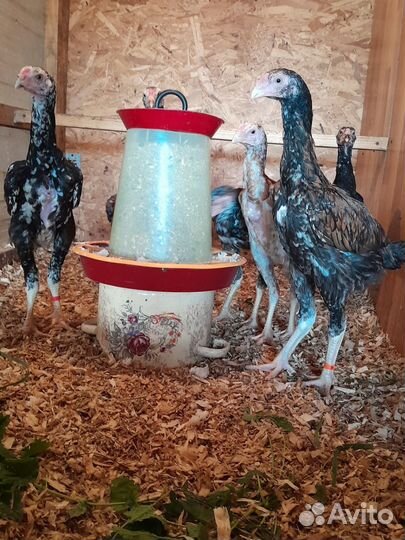 Цыплята О Шамо