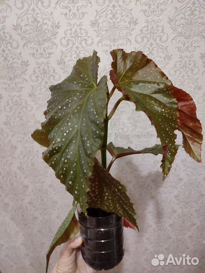 Домашние растения