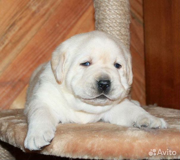 Лабрадор щенки все окрасы. РКФ-FCI