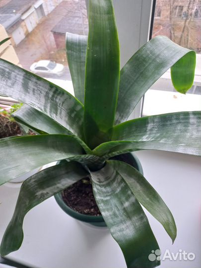 Продаю цветы : монстера 1. 5 м, эхнея 2 года