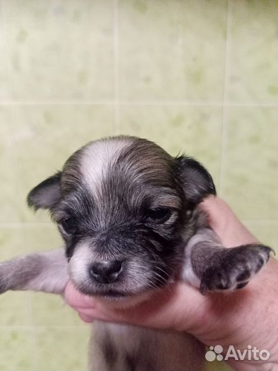 Маленькая собака