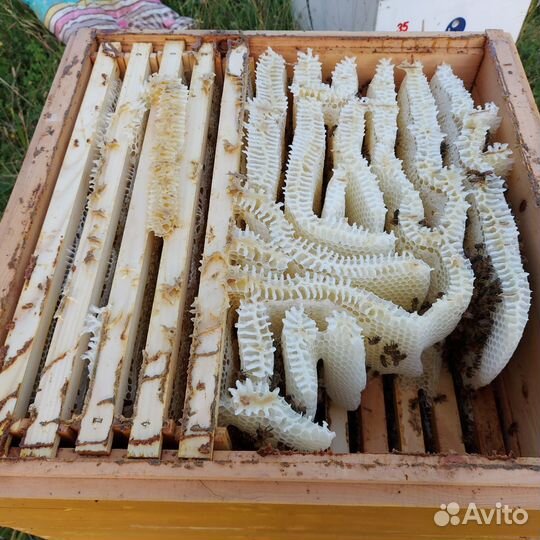 Мед горный натуральный