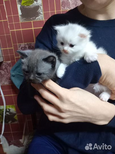 Шотландские котята