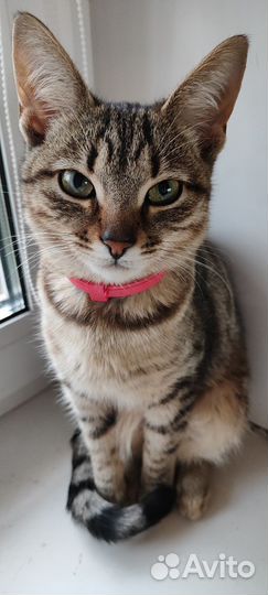 Кошка в дар