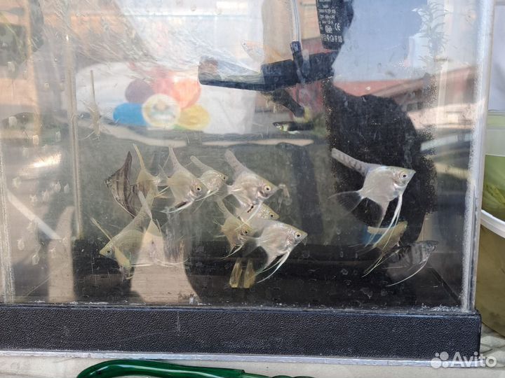 Скалярии,сапфировый попугай