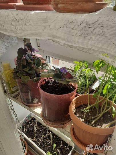 Продам саженцы комнатных цветов