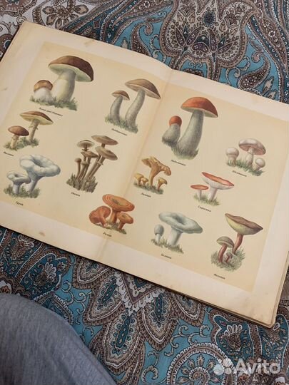 Книга о вкусной и здоровой пище 1953