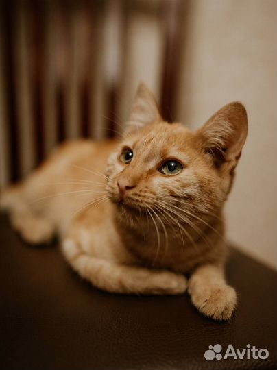 Котик в добрые руки