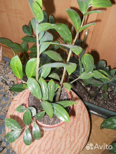 Домашние цветы