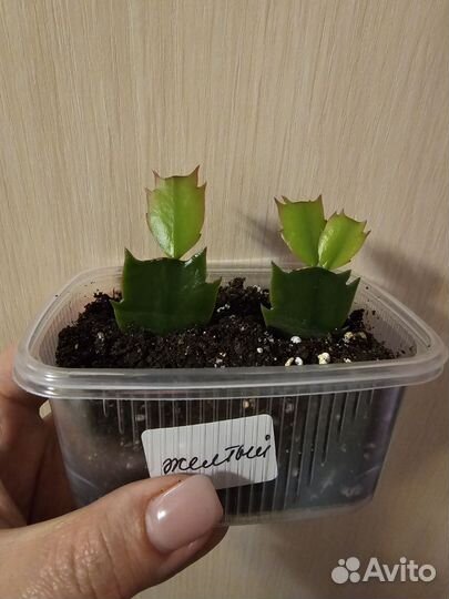 Декабрист шлюмбергера