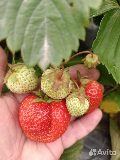 Рассада клубники