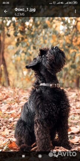 Цвергшнауцер вязка