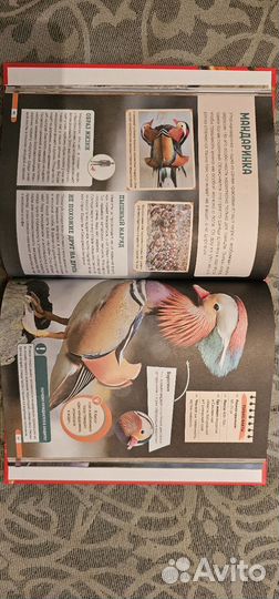 Красная книга России энциклопедия редких видов