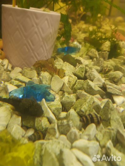 Улитка Хелена