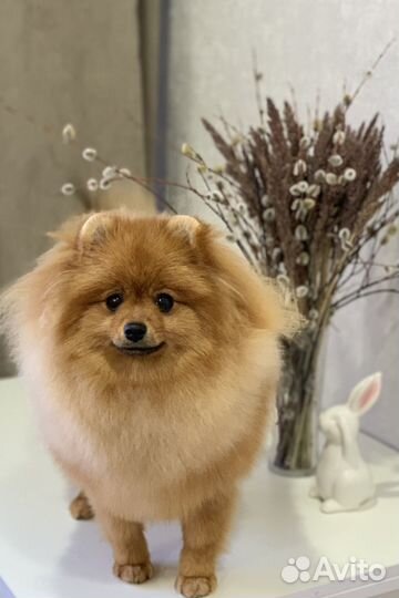 Немецкий шпиц