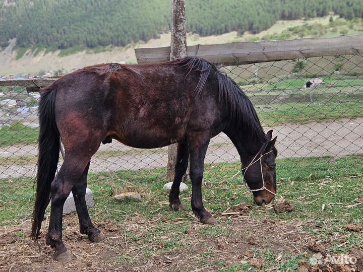 Жеребчик Карачаевской породы