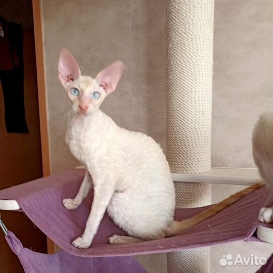 Котик редкого окраса
