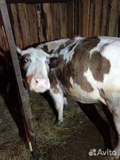 Корова дойная