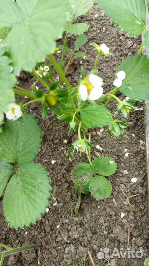 Клубника ремонтантная саженцы