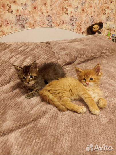 Котята мейн-кун