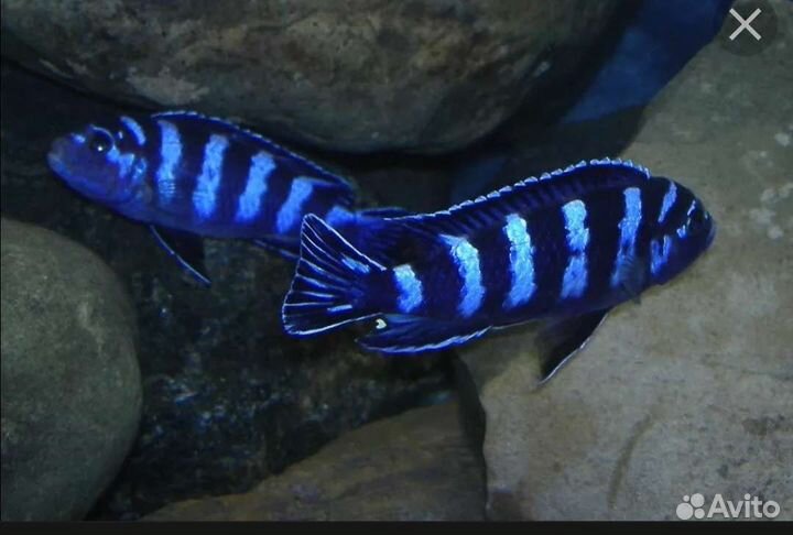 Цихлиды малави и не только