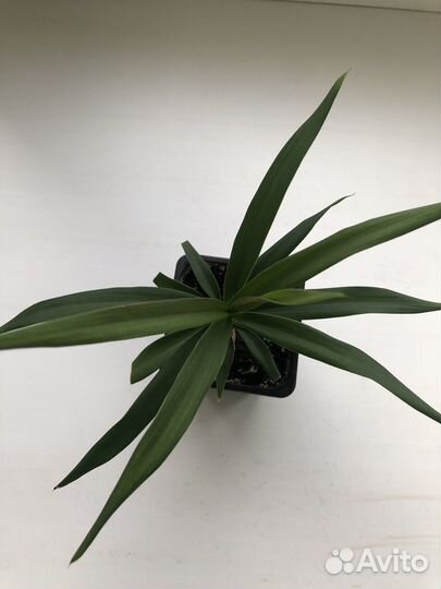 Комнатные цветы драцена