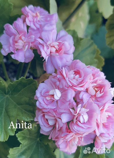 Розебудная пеларгония (герань)