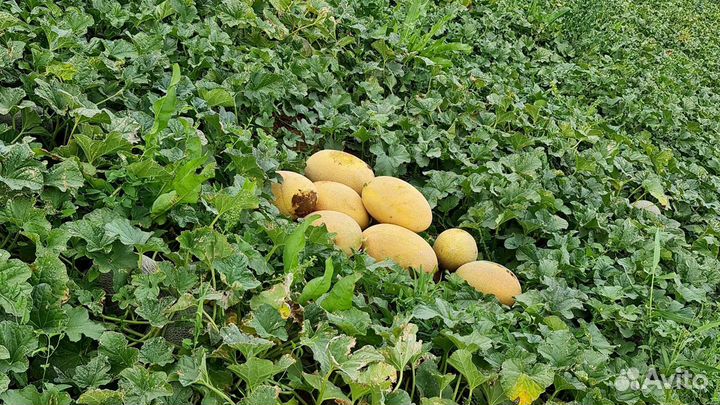 Продукты питания оптом