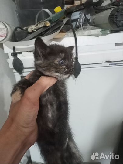 Бесплатно в дар