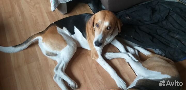 Щенки русской пегой гончей