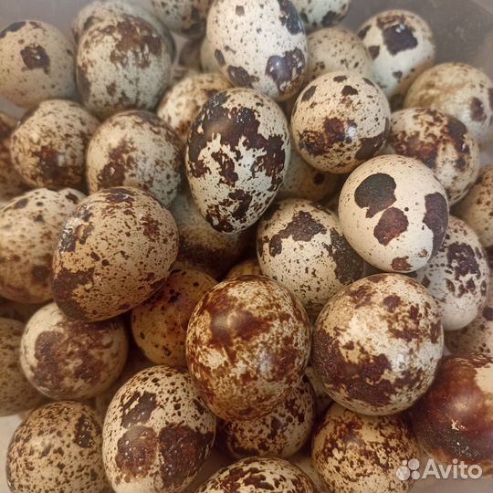 Фермерские продукты