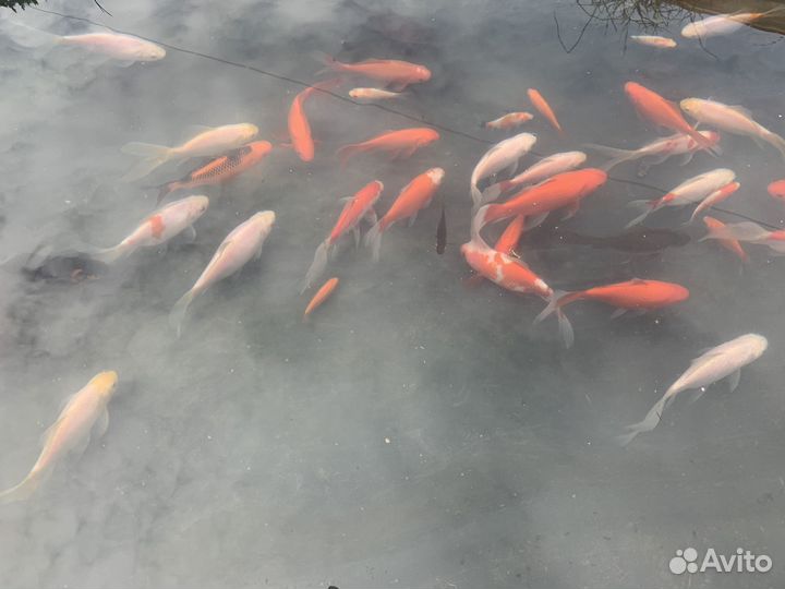 Прудовые карпы кои, кометы