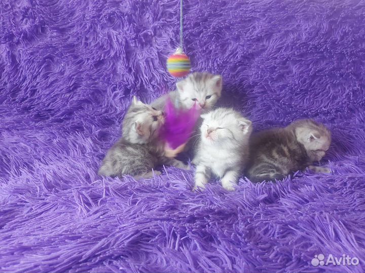 Британские котята