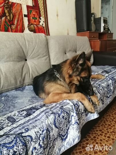 Вязка немецкая овчарка